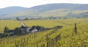 Das Bild zeigt Weinhänge im Rheingau an einem diesigen Sommertag.
