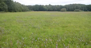 Zu sehen ist eine blütenreiche Waldwiese im Messeler Hügelland.