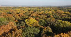 Zu sehen sind zwei abgestorbene Bäume mit Baumpilzen.