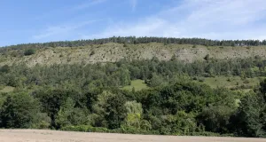 Steil abfallender Muschelkalkhang im Leutra-Tal bei Jena an einem sonnigen Tag.