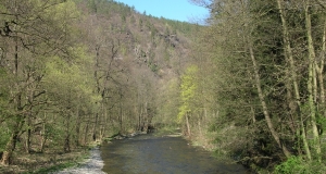 Das Foto zeigt einen Abschnitt des Flusses Schwarza im Wald.