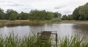 Zu sehen ist ein Teich. Am Ufer befindet sich ein Steg mit einer Fischreuse.