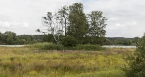 Naturnaher und blütenreicher Saum im Umfeld eines Teiches.