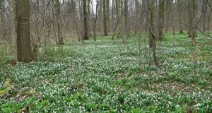 Das Foto zeigt einen Ausschnitt des Leipziger Auwalds. Der Waldboden ist übersät mit Bärlauch und blühenden Märzenbechern.