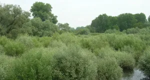 Das Foto zeigt die Weichholzaue bestehend aus Baumweiden, Pappeln und Weidengebüsch sowie ein Altwasser des Rheins der nördlichen Oberrheinebene bei Rastatt