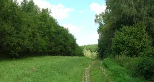 Das Foto zeigt Reste des Kolonnenwegs an der ehemaligen innerdeutschen Grenze bei Rieth in Thüringen. Neben dem Weg ist der offen gehaltene Grasstreifen und links und rechts angrenzend junger Laubmischwald zu sehen. 
