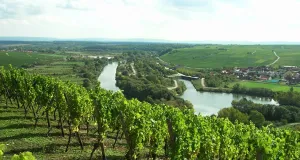 Das Foto zeigt den Blick von der Vogelsburg bei Volkach hinab auf den Main und Nordheim am Main. Im Vordergrund sind Weinstöcke zu sehen.