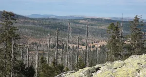 Eine hügelige, durch Borkenkäferbefall verjüngte Waldlandschaft im Bayerischen Wald mit Fernsicht. Abgestorbene Bäume prägen die Landschaft.