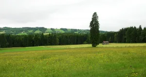 Das Foto zeigt eine blühende Feuchtwiese.