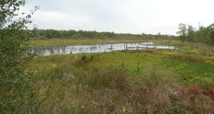 Das Foto zeigt ein Hochmoor mit der typischen Vegetation und einem kleinflächigen Moorsee sowie eine Gehölzkulisse am Rand.