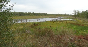 Das Foto zeigt ein Hochmoor mit der typischen Vegetation und einem kleinflächigen Moorsee sowie eine Gehölzkulisse am Rand.