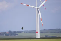 Ein Vogel fliegt über einem Feld. Dahinter sind etwas unscharf zwei Windkraftanlagen zu sehen.