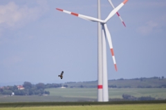 Ein Vogel fliegt über einem Feld. Dahinter sind etwas unscharf zwei Windkraftanlagen zu sehen.