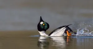 Schwimmende Schellente mit ins Wasser getauchter Brust und empor gestrecktem, grün schimmerndem Kopf