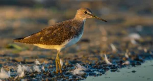 Seitliche Nahaufnahme eines Schnepfenvogels der Gattung Tringa Wasserläufer an einer Wasserkante
