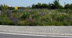 Blumenwiese an einer Straße