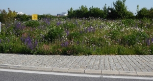 Blumenwiese an einer Straße
