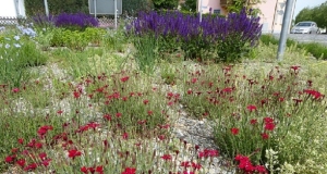 Blumen auf Kies