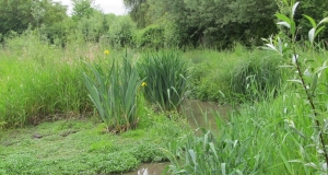Gräser und Pflanzen an kleinem Bach, im Hintergrund Bäume