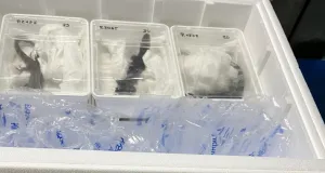 Drei durchsichtige Plastikbehälter mit je einer Echse darin, gut verpackt in einer großen Kiste.