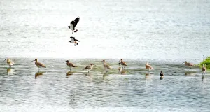 Neun Brachvögel mit ihren langen Schnäbeln stehen im Wasser in einer Reihe, zwei andere Vögel heben ab