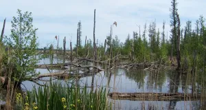 Überschwemmtes Gebiet mit jungen und toten Bäumen. Vorne eine Insel aus gelben Wasserschwertlilien.