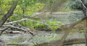 Großaufnahme des Auenwaldufers. Mitten auf dem Ast sitzt ein Eisvogel.