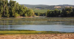 Rheinabschnitt mit Störchen und anderen Vögeln im Wasser. Auen und Hügel im Hintergrund.