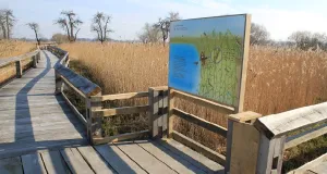 Ein barrierefreier Holzsteg durch das Schilf. Vorne eine Infotafel zur Schilfzone