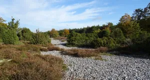Foto von Feuersteinfeldern, Nationales Naturerbe Prora