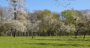 Foto von blühender Streuobstwiese, Hameln-Holtensen