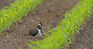 Das Foto zeigt einen Kiebitz mit Küken auf einem Maisacker im Reyerdingvenn, Bocholt.