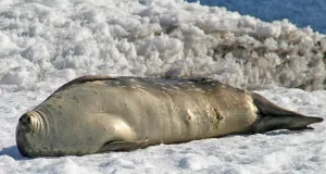 Weddellrobbe in der Antarktis im Sonnenschein auf Schnee liegend