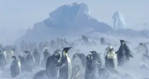 Mehrere adulte Kaiserpinguine (Aptenodytes forsteri) im Schneesturm.