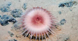 Anemone auf dem Meeresboden in der Tiefsee