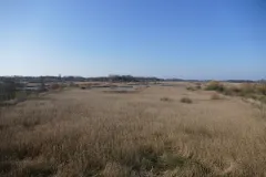 Röhricht in den Rieselfeldern Münster