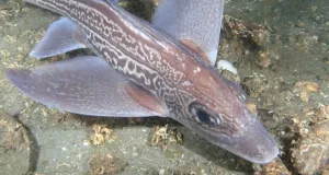 Eine Seekatze (Chimaera monstrosa) am Meeresboden eines norwegischen Fjords