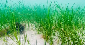 Gewöhnliches Seegras (Zostera marina) im Flachwasser auf sandigem Meeresboden