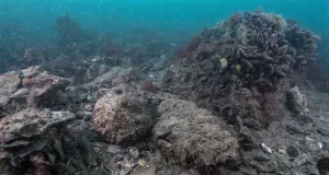 Europäische Auster (Ostrea edulis) auf Steinen in der Nordsee zusammen mit der Miesmuschel (Mytilus edulis)