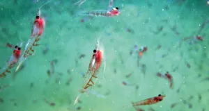 Garnelenschwarm im Atlantik (Krill) im Bereich des Tiefseebodens