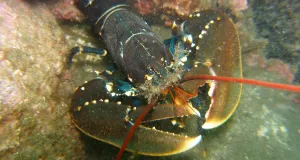 Ein Europäischer Hummer (Homarus gammaraus) steht zwischen Steinen auf dem Meeresboden