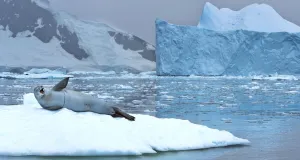 Ein Krabbenfresser (Lobodon carcinophaga) der sich auf einer Eisscholle in der Antarktis ausruht.