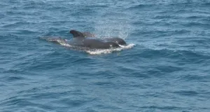 Zwei Grindwale (Globicephala melas) im Wasser vor der spanischen Küste.