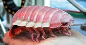 Eine Riesenassel der Gattung Bathynomus auf einer Hand sitzend.