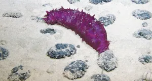 Eine Seegurke der Klasse Holothuroidea in der Tiefsee. 