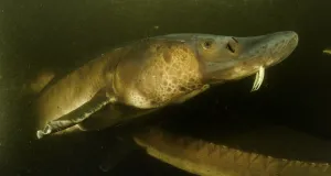 Ausgewachsener Stör in einem Freiland Netzkäfig