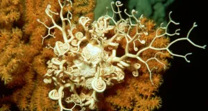 Gorgonenhaupt (Ophiuroidea)