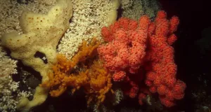 Teile eines Lophelia-Riffs, welches sich aus weißen Kaltwasserkorallen zusammensetzt