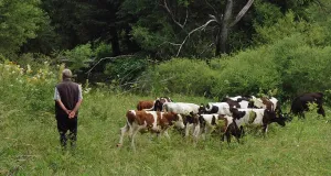 Hirte mit einer Kuhherde