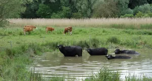 Büffel in einer Wasserstelle, im Hintergrund weiden Rinder